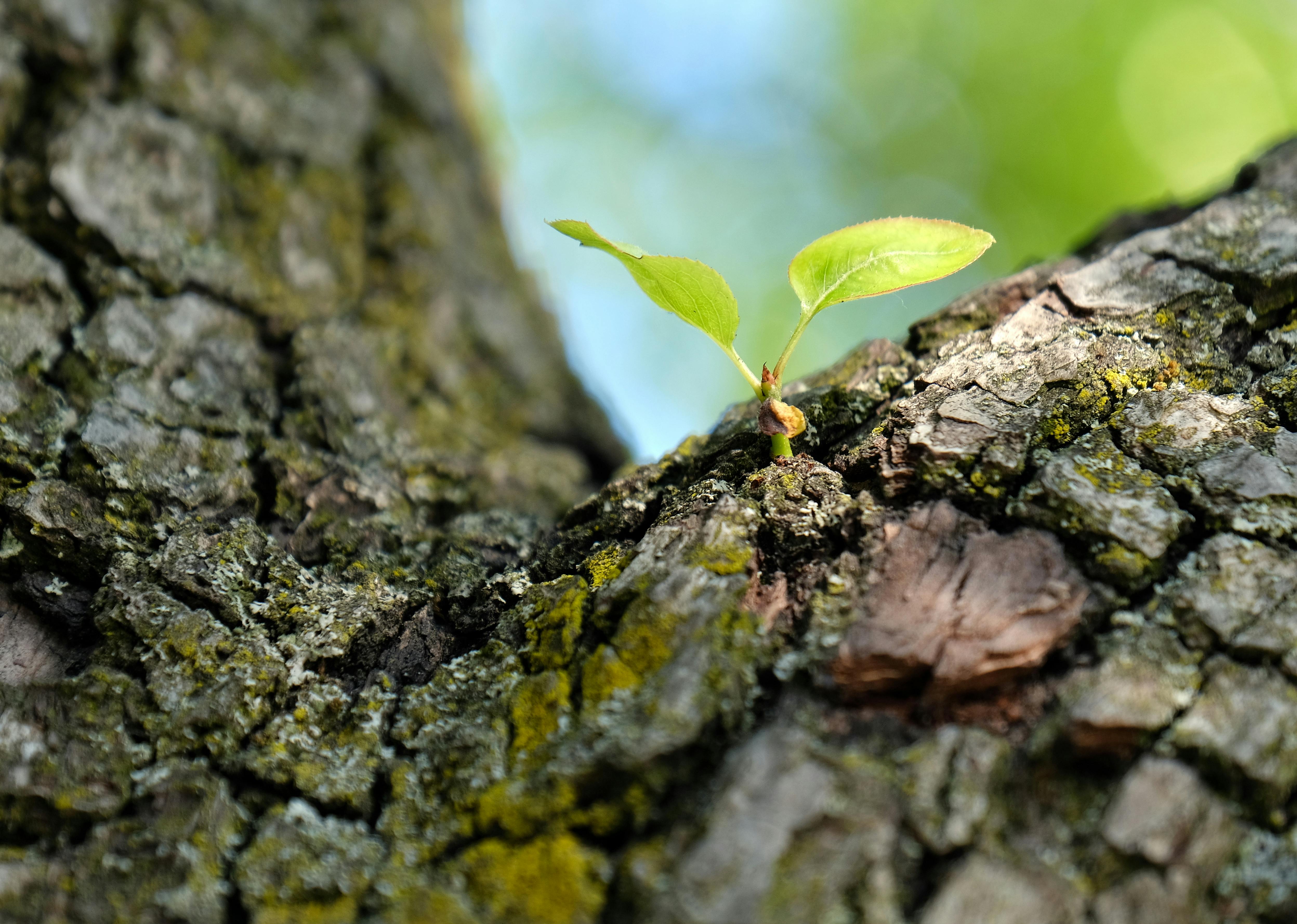 Growth and renewal, building a career with purpose and impact