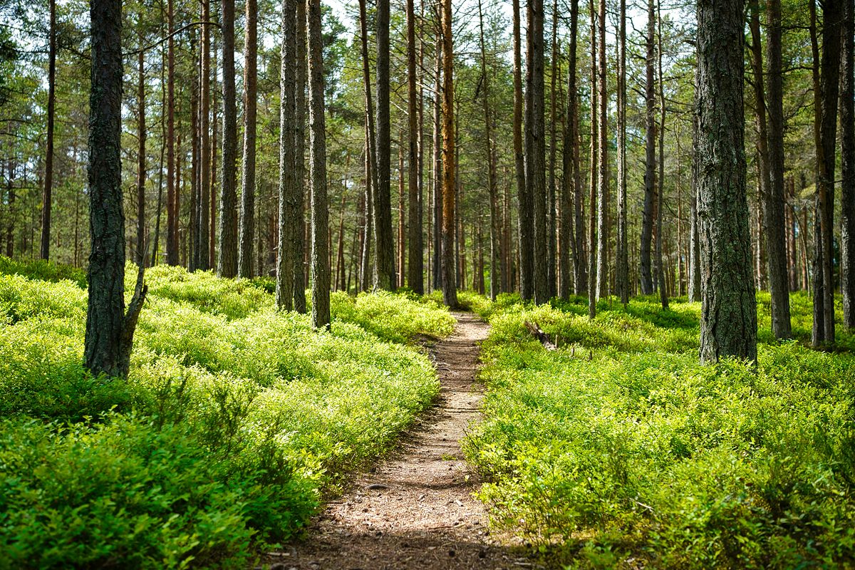 A path through a sunlit pine forest