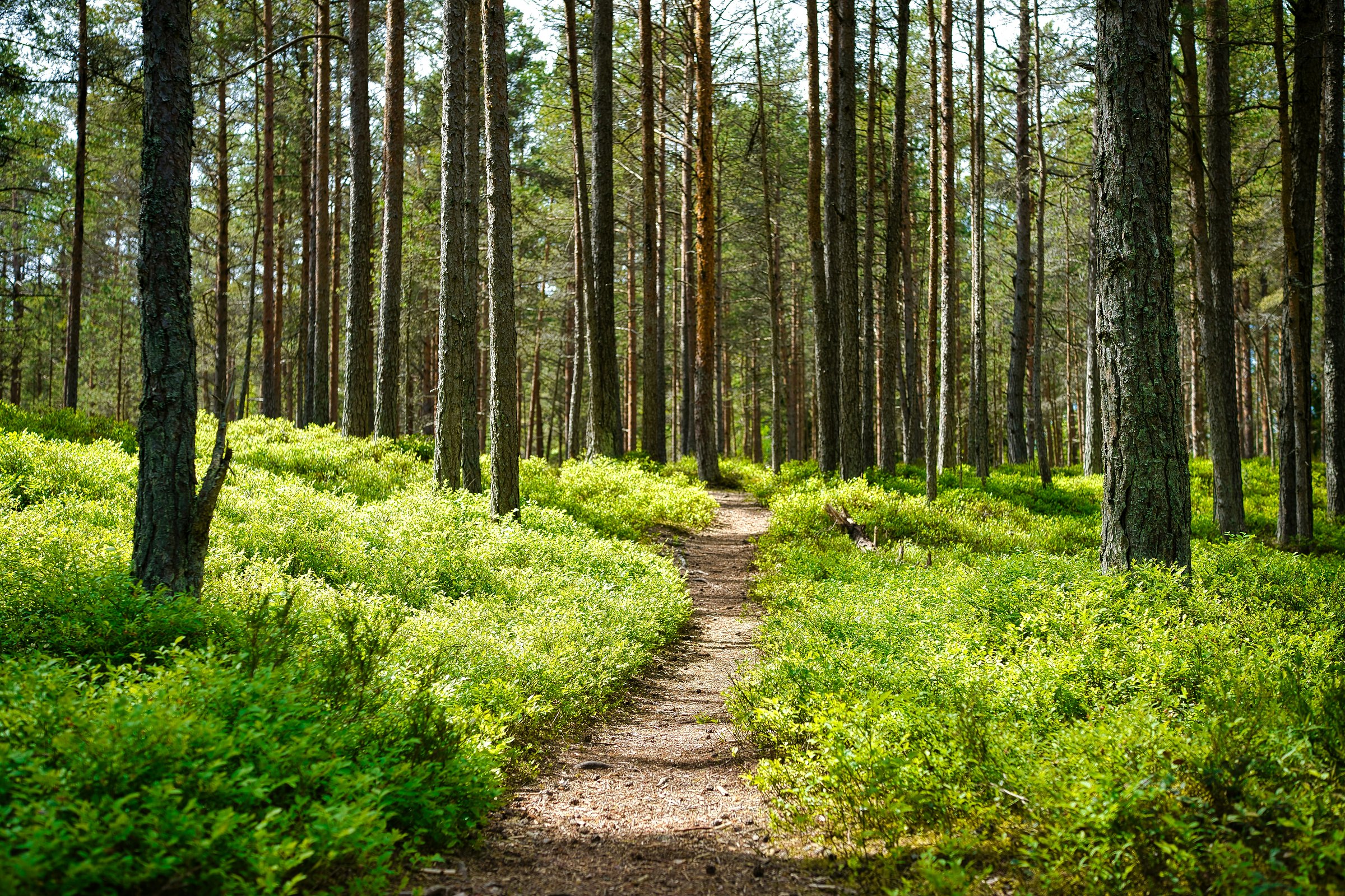 A path running through a sunlit pine forest